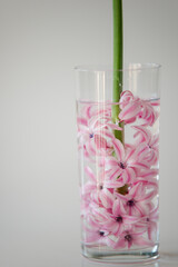 pink flower in the cup of water