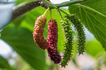 ripe mulberries hanging on the tree. Extra large in size & sweet looks yummy. A unique verity found...