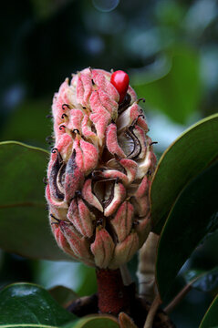 Magnolia Seed Pod After Flower Is Gone