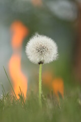 Taraxacum officinale. One blooming dandelion, fire in the background