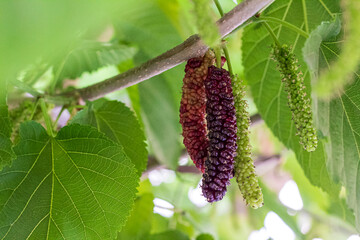 Obraz premium black and red mulberries on tree Fresh mulberry fruit