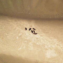 vue aérienne de phoques dans la Baie de Somme en France © Francois