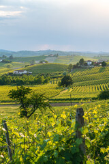 Panorama of Langhe vineyards at sunset, Piedmont, Italy