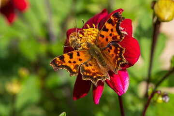 butterfly on flower