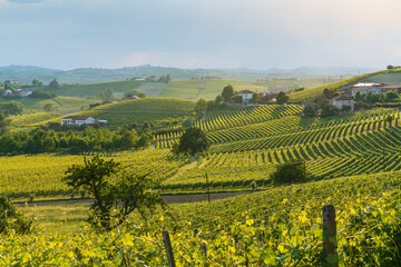 Panorama of Langhe vineyards at sunset, Piedmont, Italy