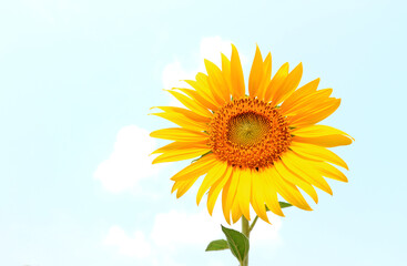 A single sunflower (disk flower, cut flower) against blue sky.