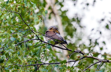 Bird thrush on a branch of viburnum in summer