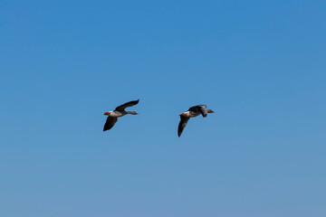 Greylag geese in flight Storoeyodden Fornebu. High quality photo