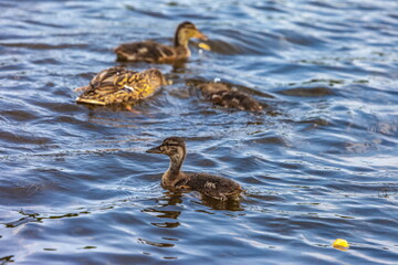 Bird wild duck with ducklings on the water pond in the summer