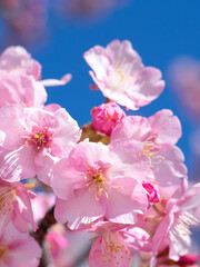 青空とサクラの花