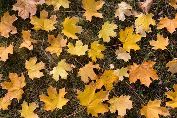 Colorful autumn background