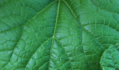 Close-up green pumpkin leaf for background.