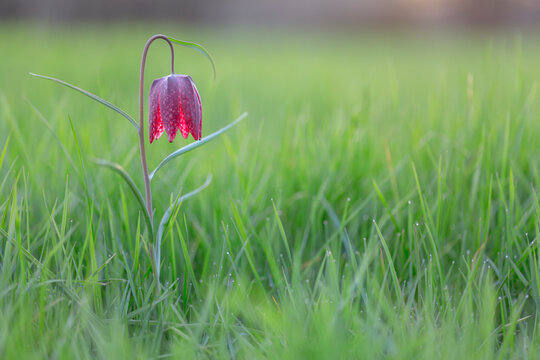 Une fritillaire pintade en fleur dans une prairie verte au printemps