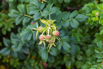 Dogrose berries on a branch with leaves
