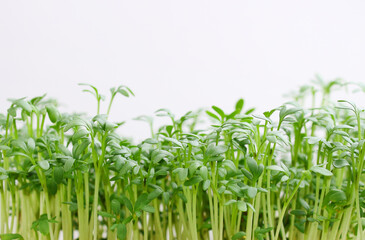 Microgreens watercress salad on white background, super food.