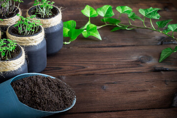 sprouted seeds in jars