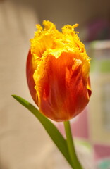 Red-yellow Tulips in the Sun