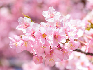 満開のサクラの花