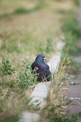 Blue pigeon on the kerb among the grass