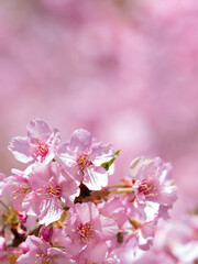 満開のサクラの花