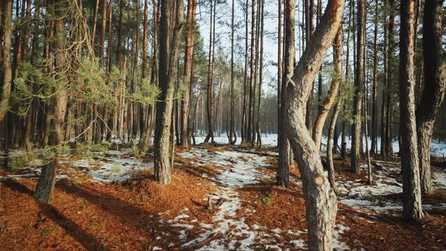 Spring sunny day in the green pine dunes of the Baltic. Snow lies in white spots on yellow pine needles. Green moss on the sand under the snow. Latvia