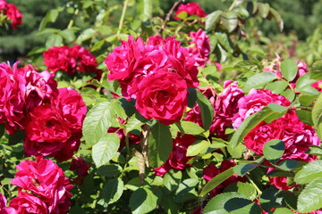 Red roses in garden