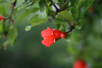 pomegranate flower and buds in may