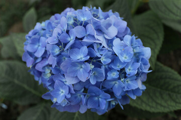 blue hydrangea.
Flowers in summer