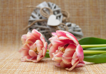tulips lie on burlap, in the background a heart made of wooden sticks of gray color
