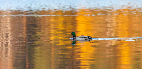 Ducks in the autumn pond