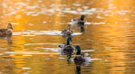 Ducks in the autumn pond