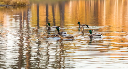 Ducks in the autumn pond