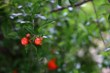 pomegranate flower and buds in may