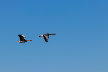 Greylag geese in flight Storoeyodden Fornebu. High quality photo