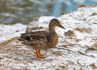 Wild ducks on the shore of the city pond in late autumn