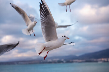 Fototapeta na wymiar Ivory seagulls flying in the sky over the sea at sunset sky