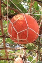 Both grew pumpkins hanging on bamboo farming in Thailand.