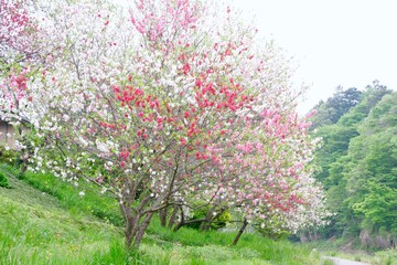 Fototapeta na wymiar いろいろな色の桜の花