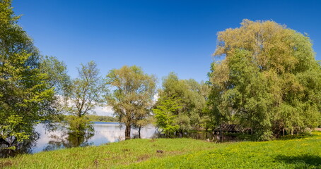 Trees in the water in summer against the sky