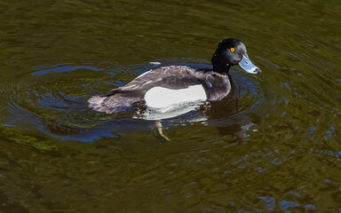 The black crested bird swims in the waters of the city pond in the Park in the summer