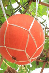Fototapeta na wymiar Both grew pumpkins hanging on bamboo farming in Thailand.