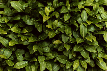 Closeup green leaves background, Overlay fresh leaf pattern, Natural foliage textured and background