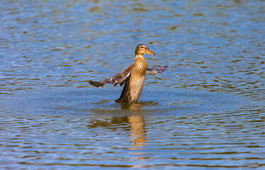 Ducks on the water pond in summer closeup