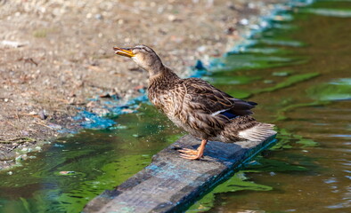 Ducks on the pond in the summer closeup