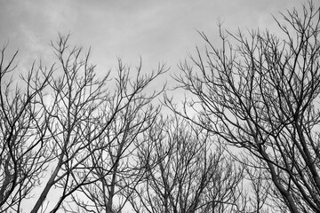 black and white, dry branches and leaves