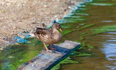 Ducks on the pond in the summer closeup
