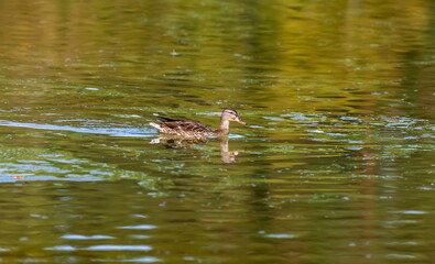 Ducks on the water pond in summer closeup