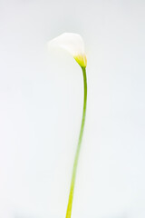 Tender calla flower with fragile petals on white background