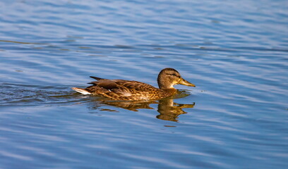 Ducks on the water pond in summer closeup