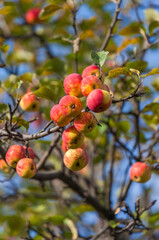 Apples on a branch in autumn